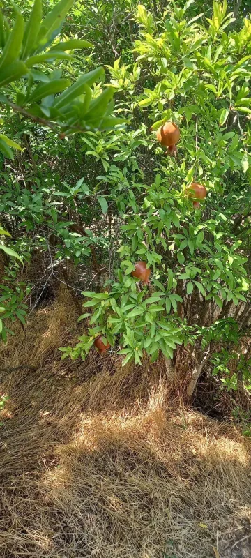 Satılır torpaq sahəsi 50 m²