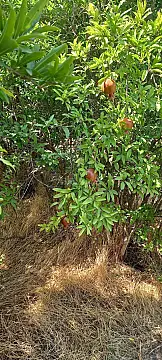 Satılır torpaq sahəsi 50 m²