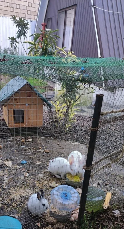 Kirayə verilir 2 otaqlı həyət evi 90 m²