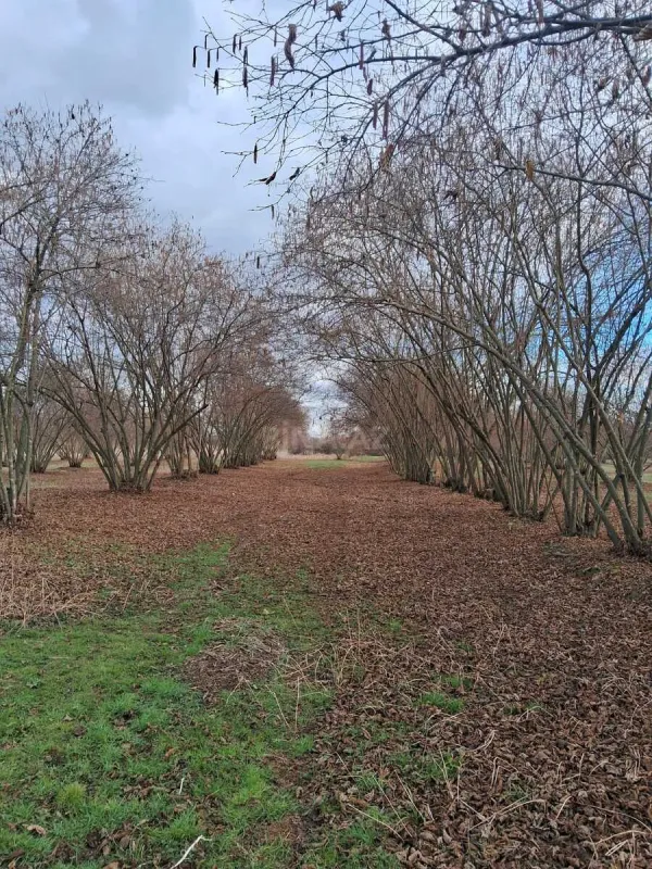 Satılır 8 otaqlı həyət evi 300 m²