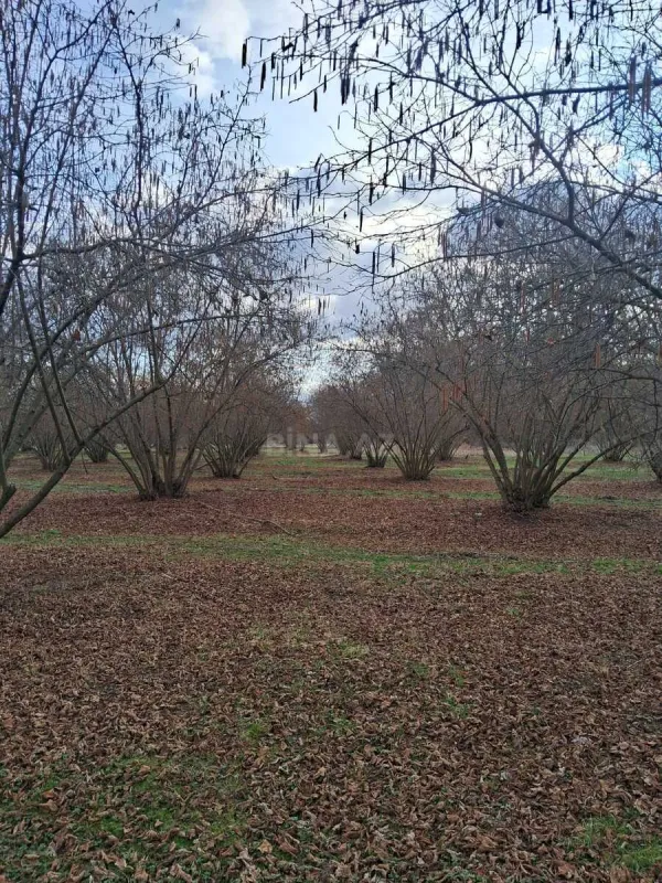 Satılır 8 otaqlı həyət evi 300 m²