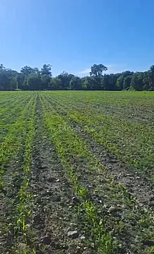 Satılır torpaq sahəsi 100 m² — Qax 100.00 m²