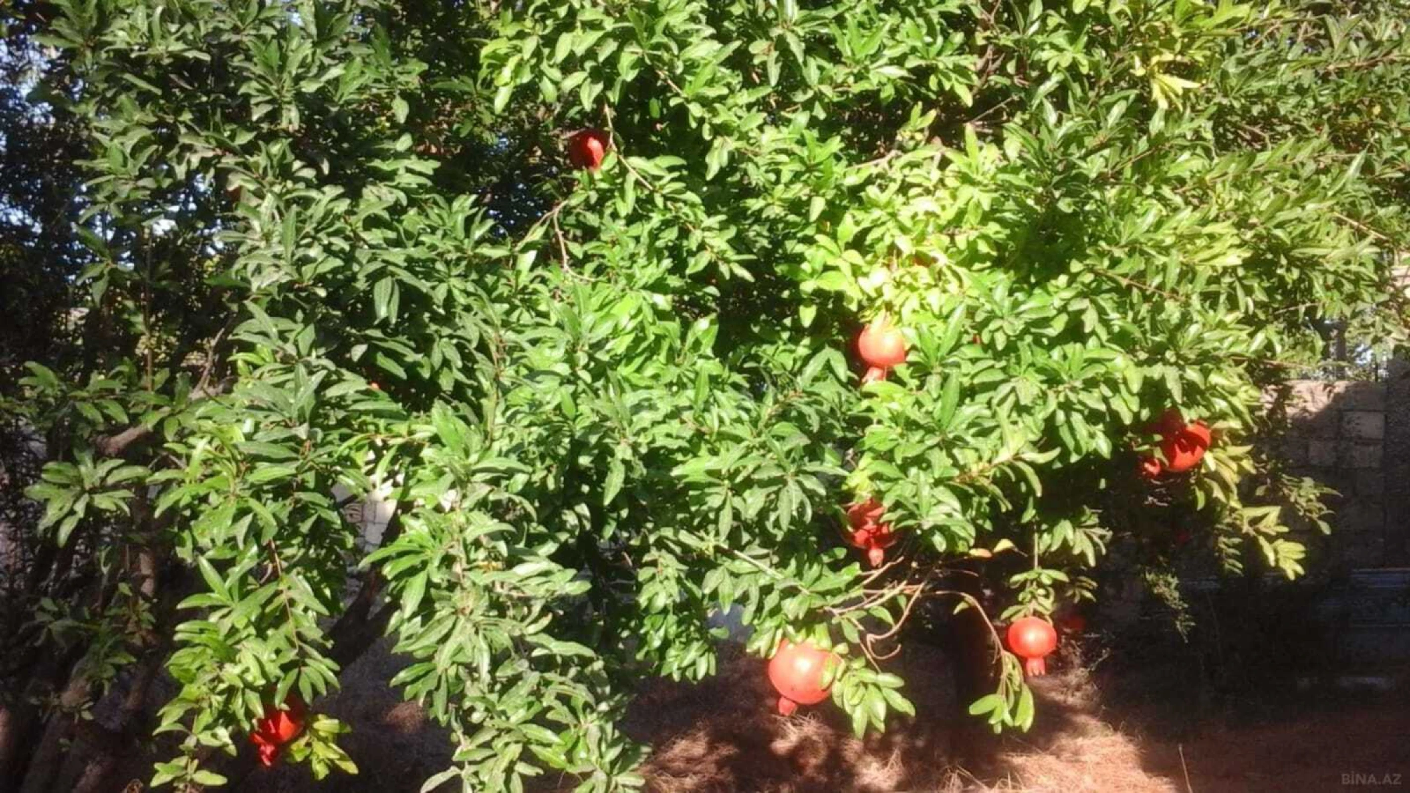 Satılır 3 otaqlı həyət evi 65 m²