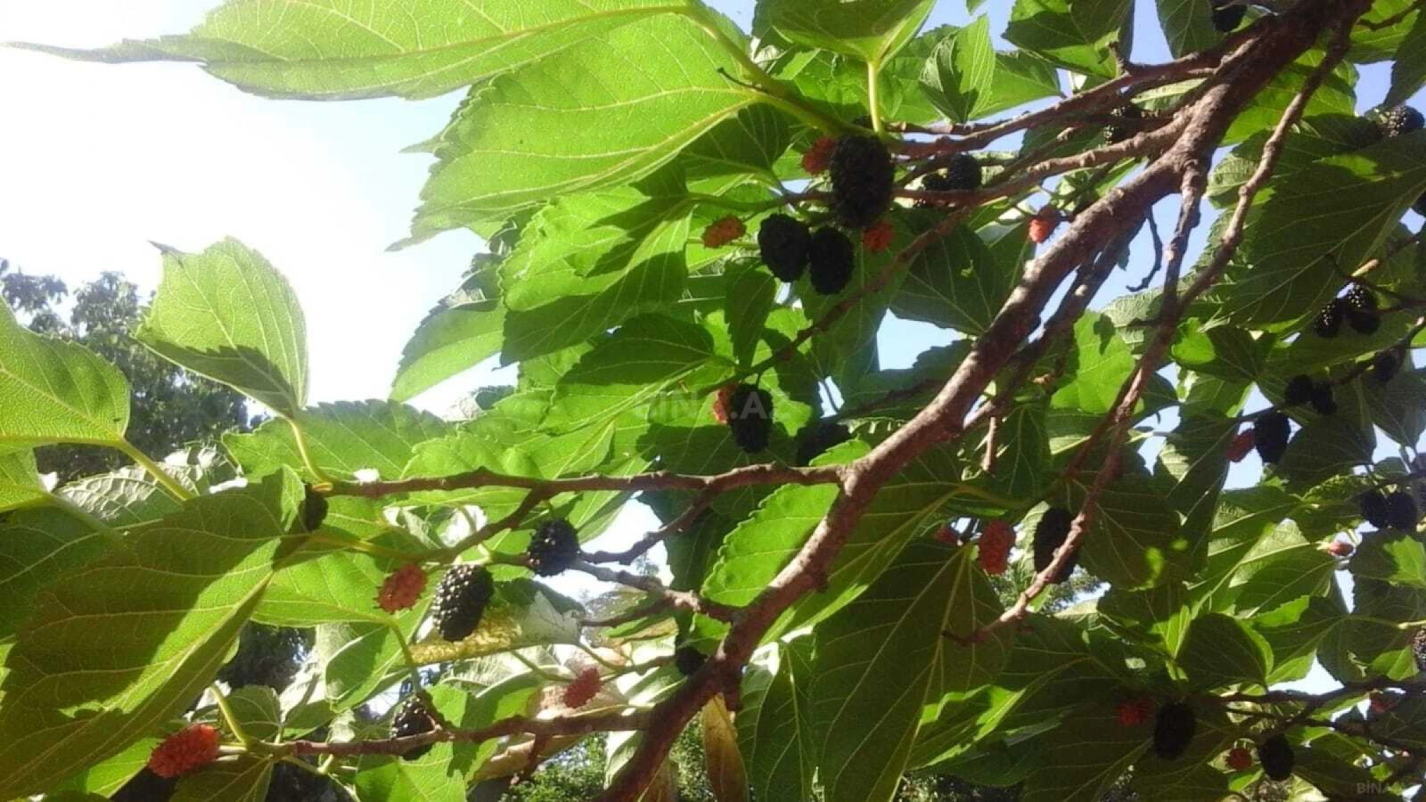 Satılır 3 otaqlı həyət evi 65 m²