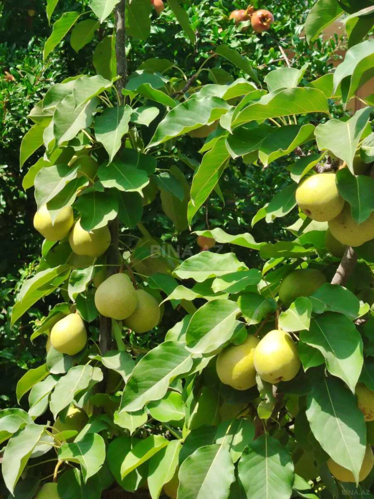 Satılır 3 otaqlı həyət evi 100 m²