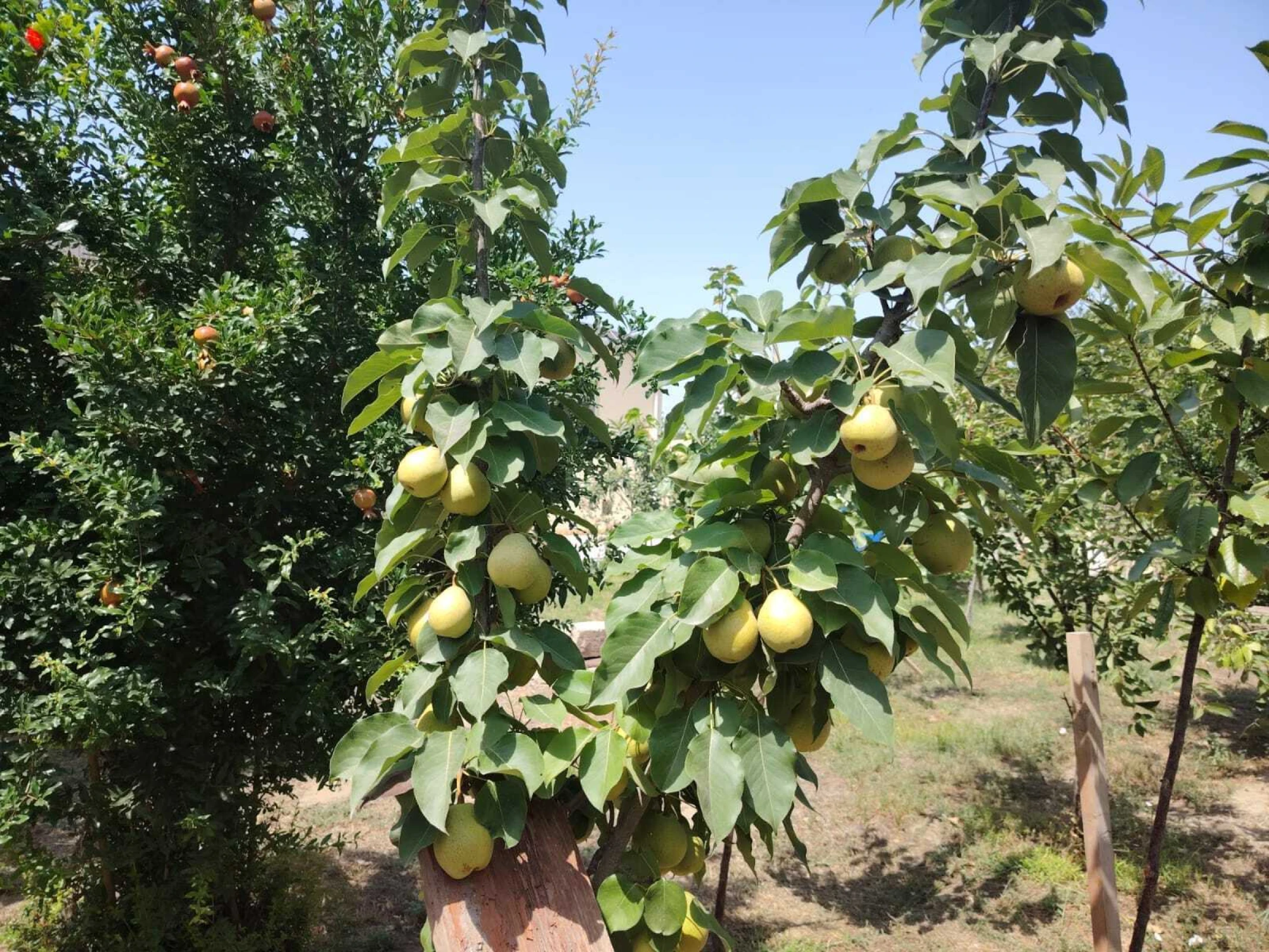 Satılır 3 otaqlı həyət evi 100 m²