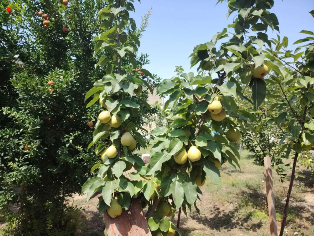 Satılır 3 otaqlı həyət evi 100 m²