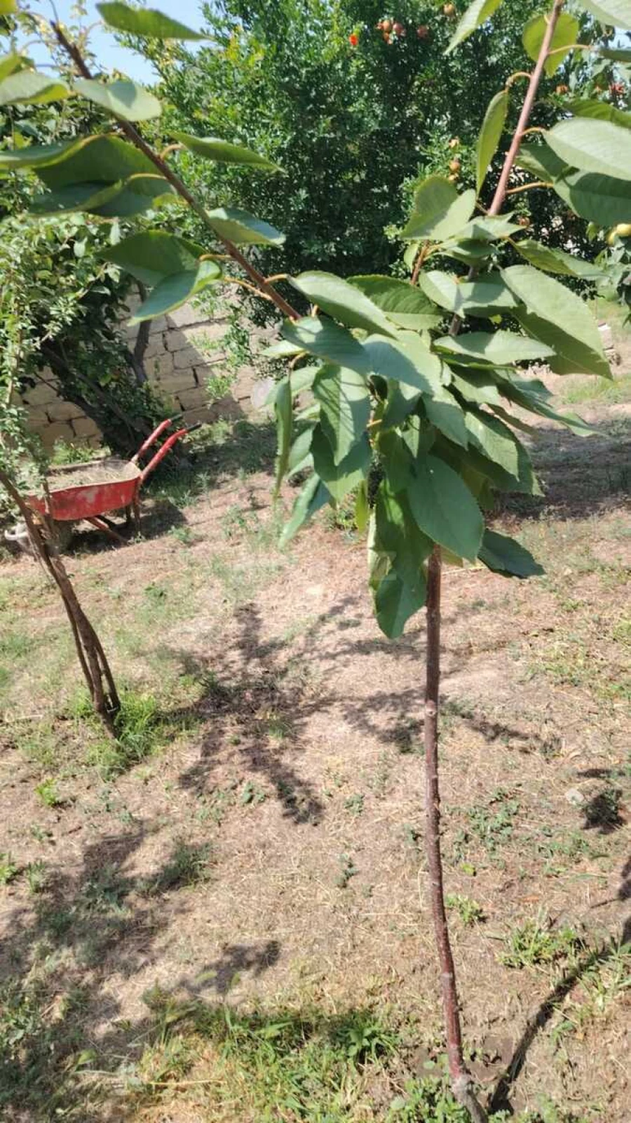 Satılır 3 otaqlı həyət evi 100 m²