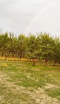 Satılır torpaq sahəsi 250 m² — Hacıqabul 250.00 m²