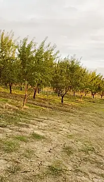 Satılır torpaq sahəsi 250 m²