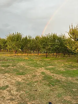 Satılır torpaq sahəsi 1200 m² — İsmayıllı 1200.00 m²