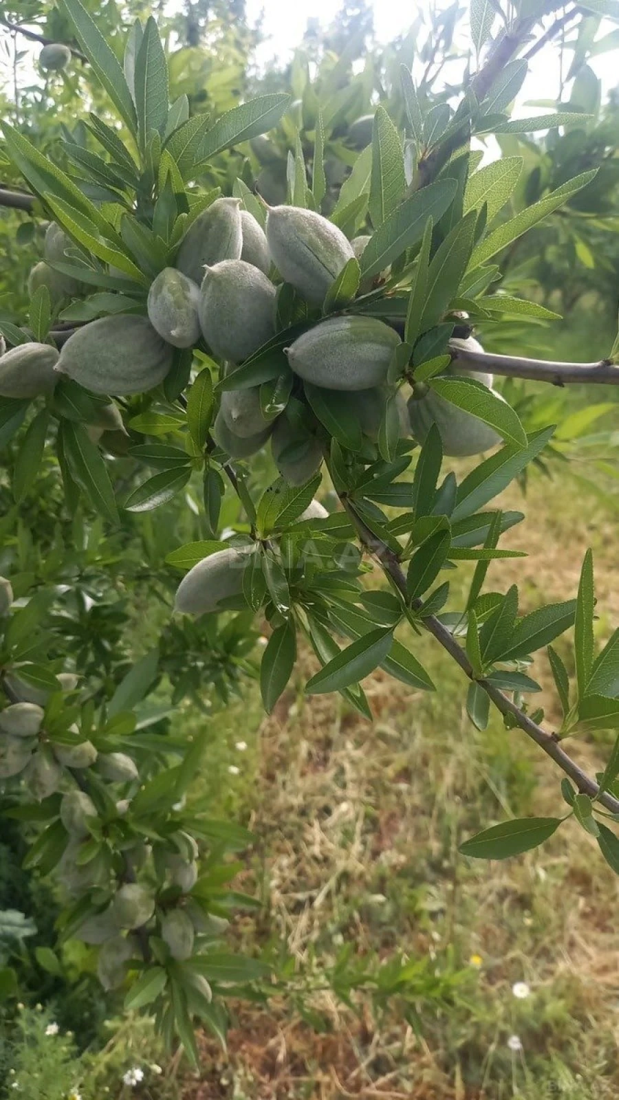 Satılır torpaq sahəsi 1200 m²