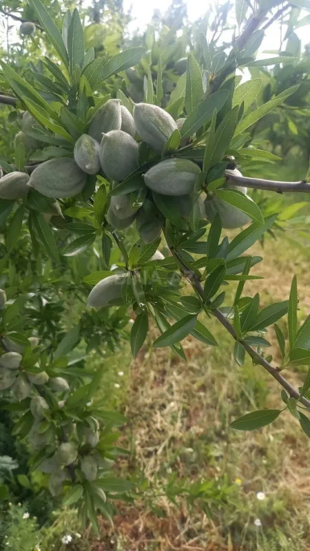 Satılır torpaq sahəsi 1200 m²