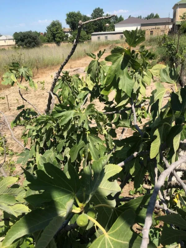 Satılır torpaq sahəsi 6 m²