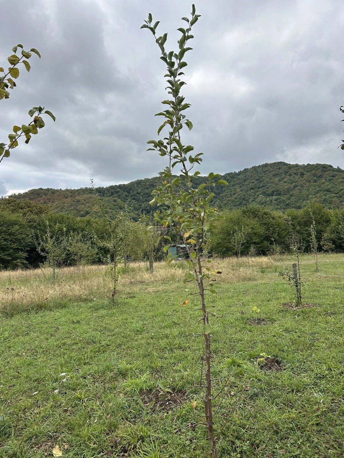 Satılır torpaq sahəsi 10 m²