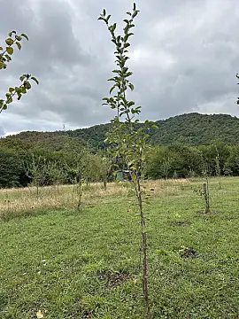 Satılır torpaq sahəsi 10 m² — Qəbələ 10.00 m²