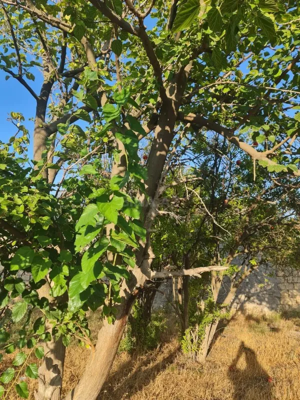 Satılır torpaq sahəsi 6 m²