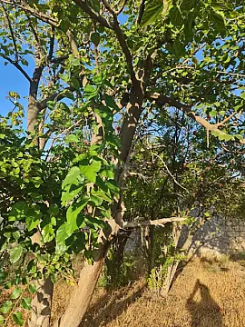 Satılır torpaq sahəsi 6 m²