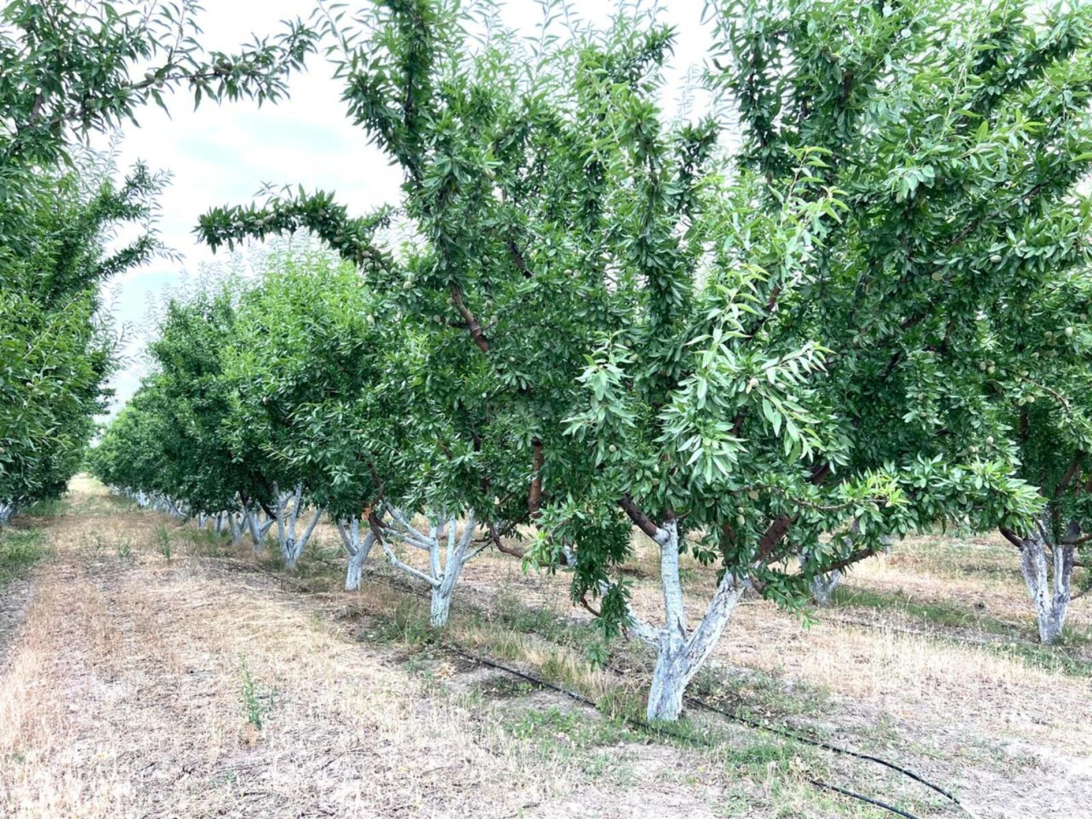 Satılır torpaq sahəsi 800 m²