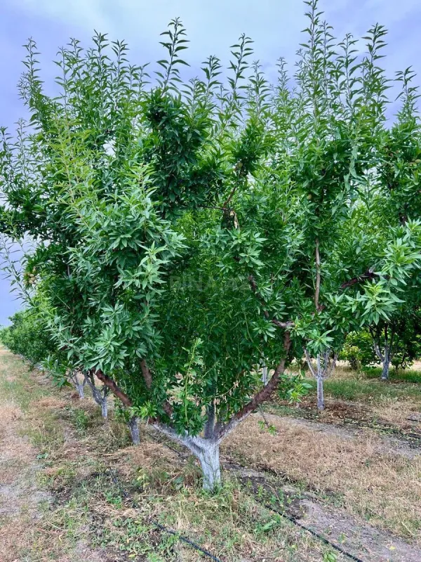 Satılır torpaq sahəsi 800 m²