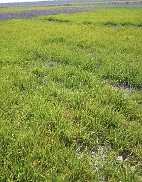 Satılır torpaq sahəsi 280 m²