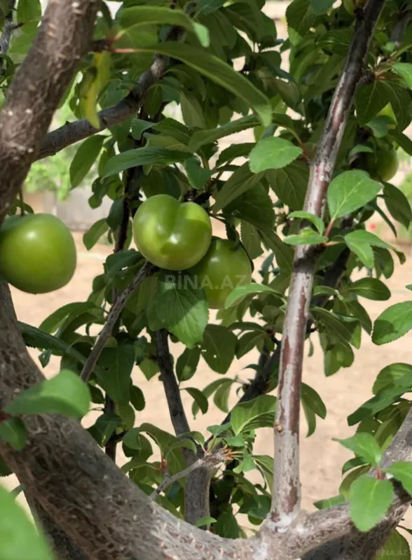 Satılır torpaq sahəsi 12 m²