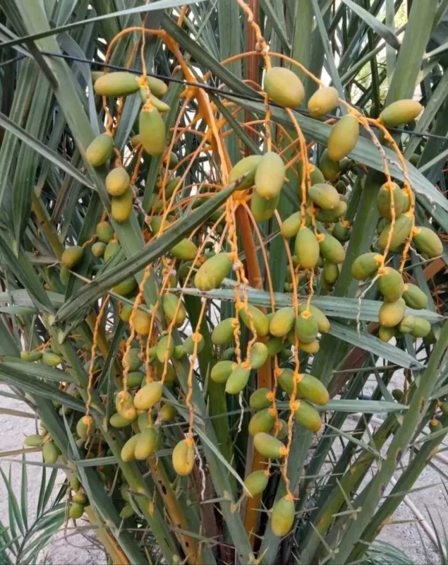 Satılır 6 otaqlı həyət evi 250 m²