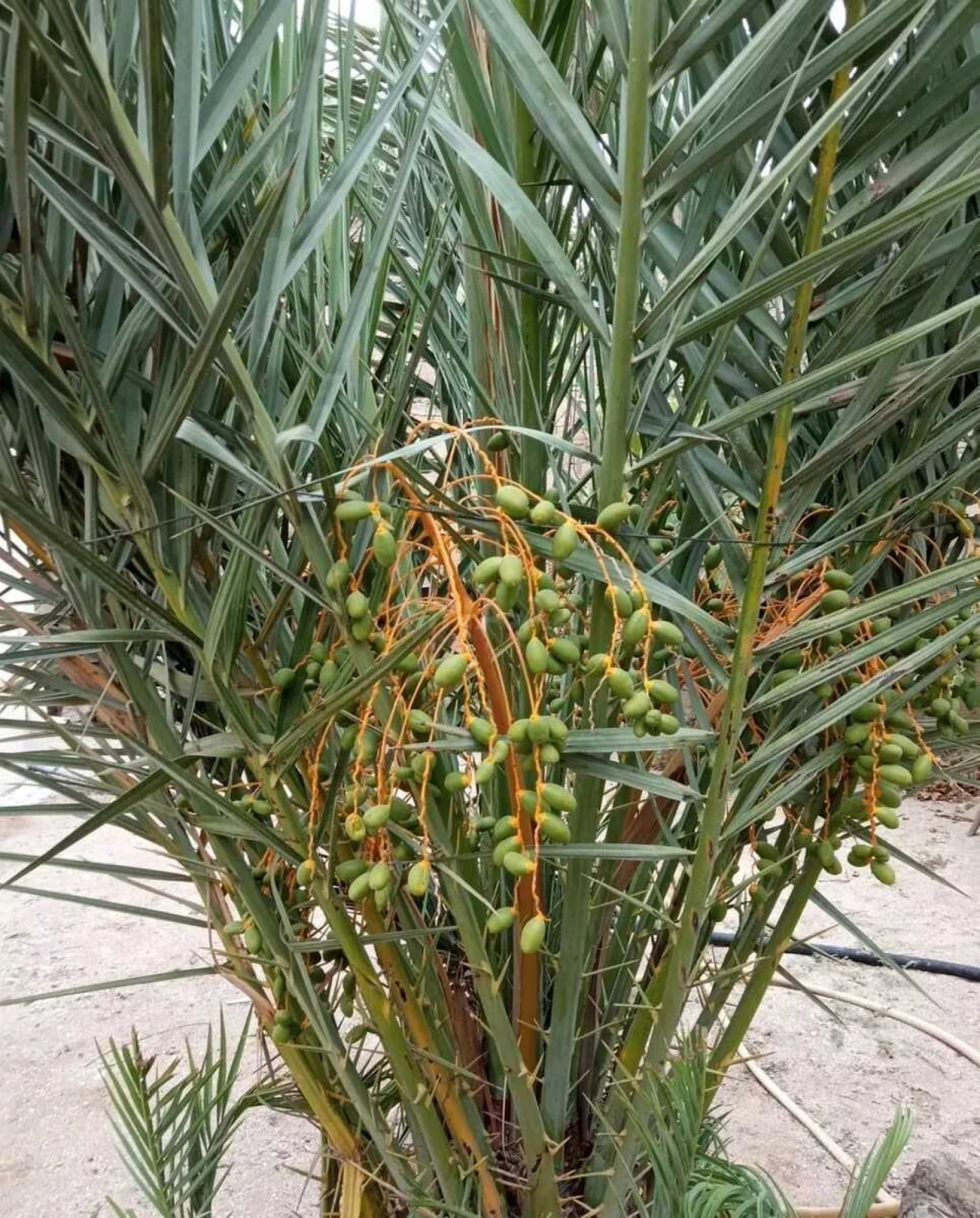 Satılır 6 otaqlı həyət evi 250 m²