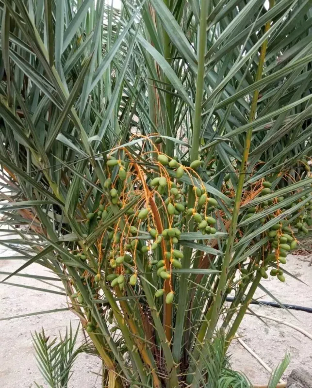 Satılır 6 otaqlı həyət evi 250 m²