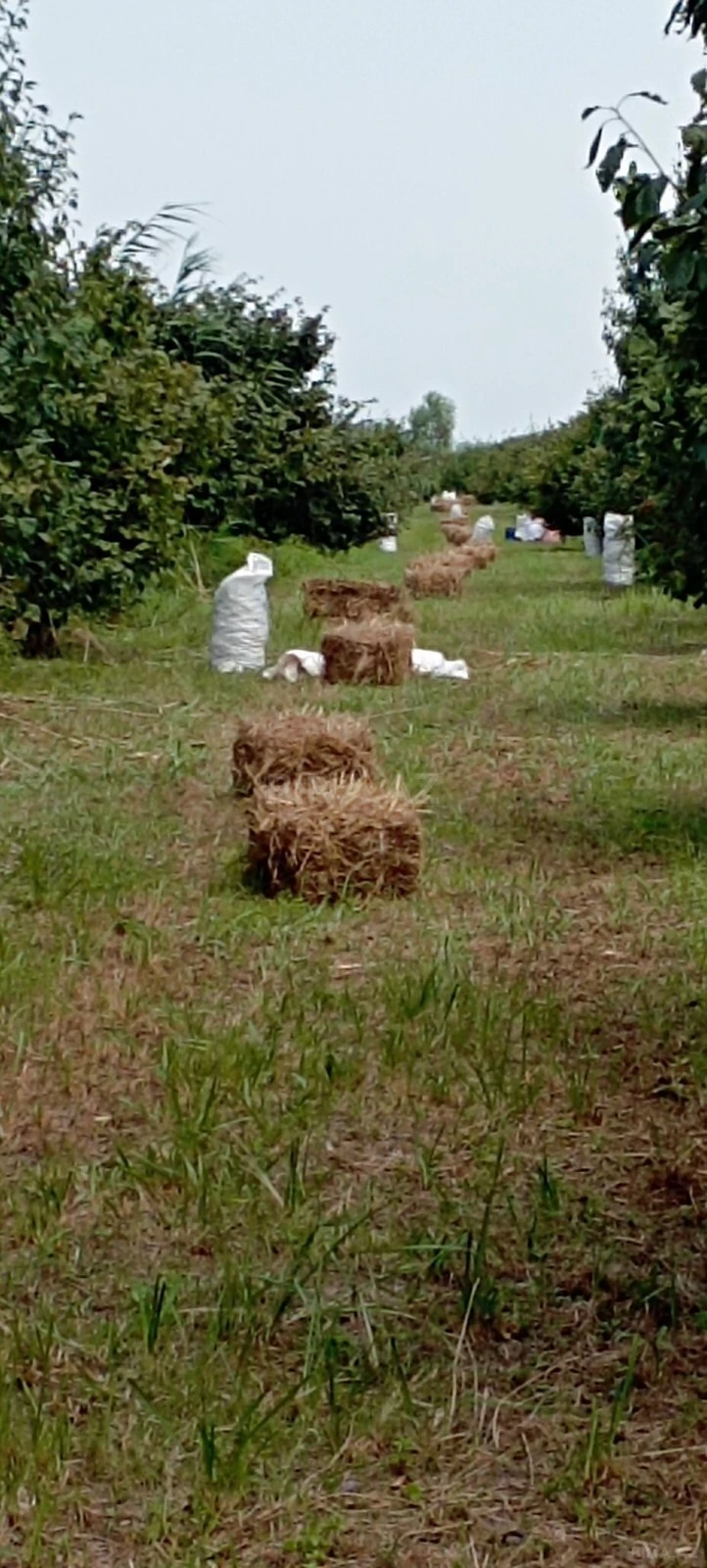 Satılır torpaq sahəsi 120 m²