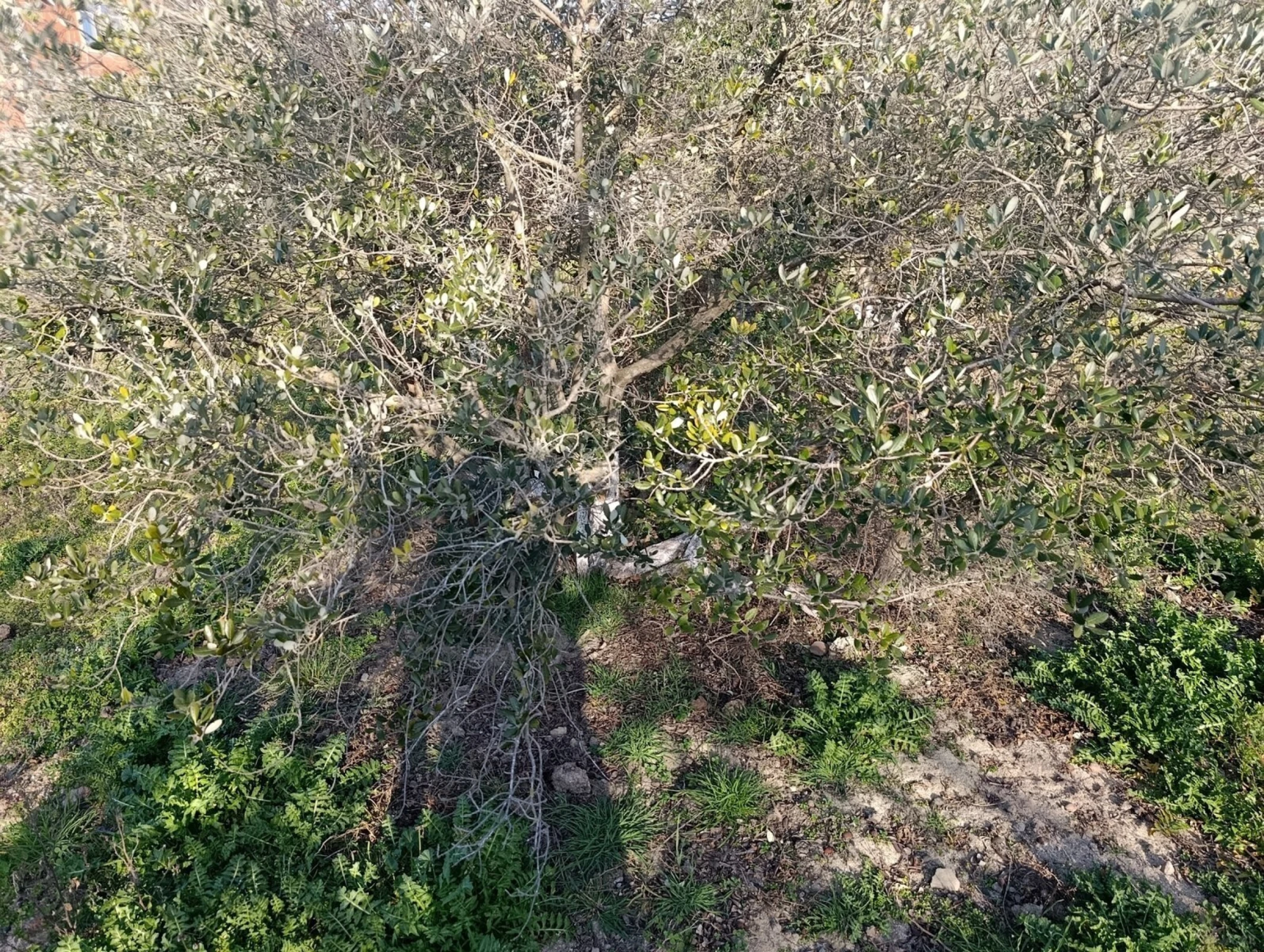 Satılır 5 otaqlı həyət evi 160 m²