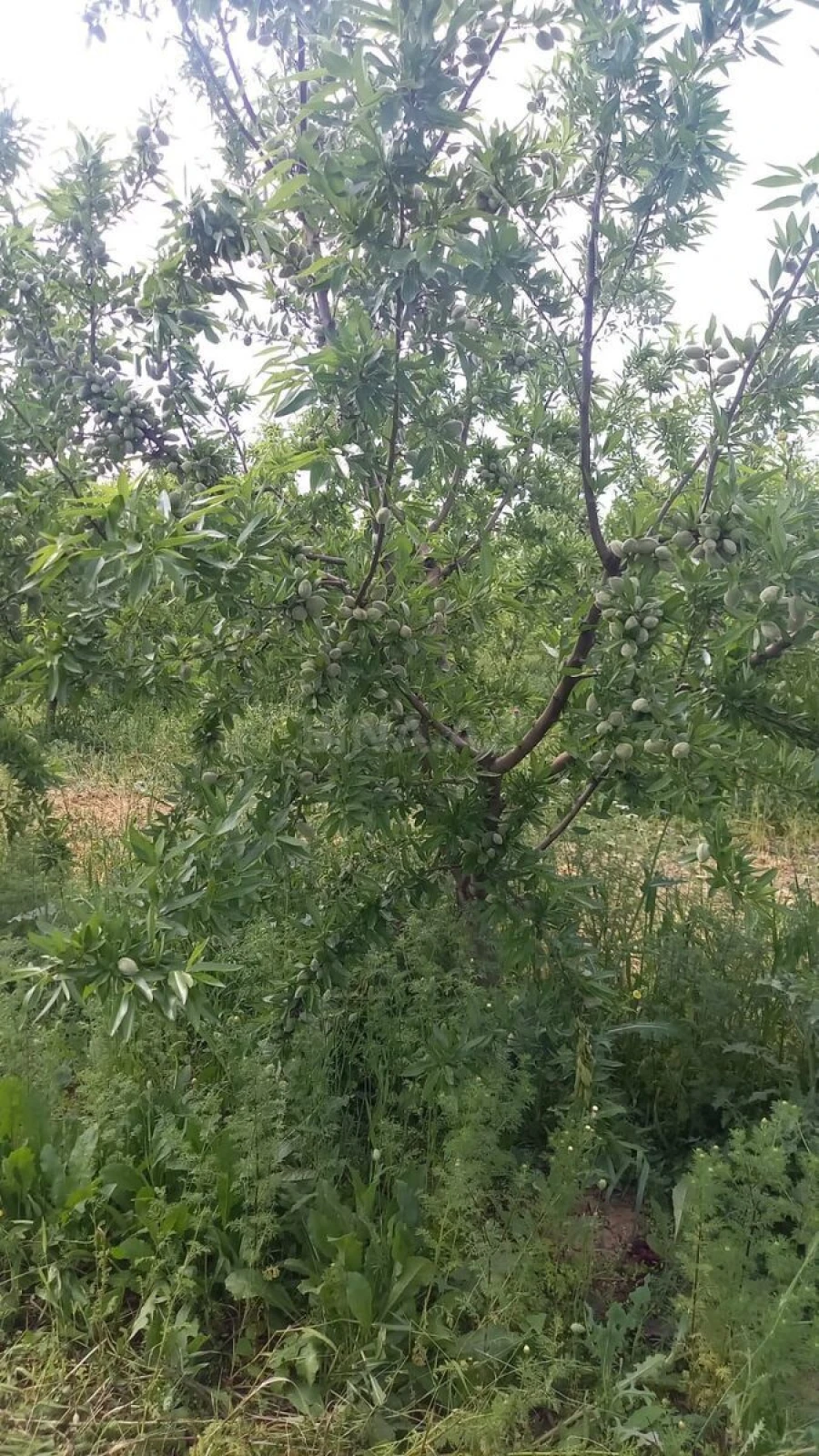 Satılır obyekt 120000 m²