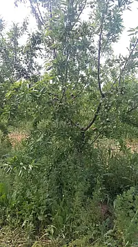 Satılır obyekt 120000 m²