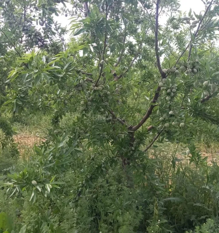 Satılır torpaq sahəsi 12 m²