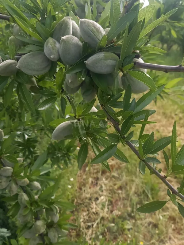 Satılır torpaq sahəsi 12 m²