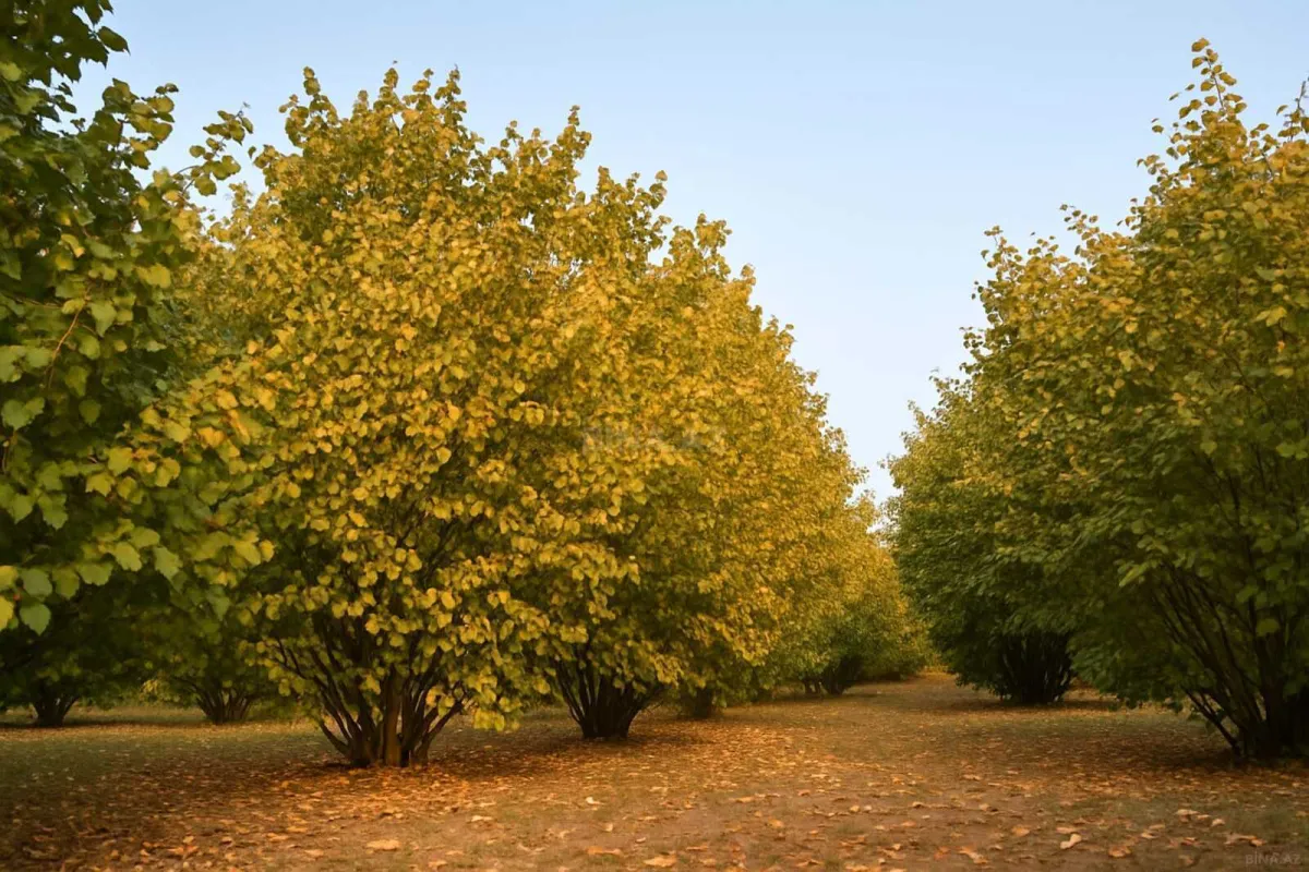 Satılır torpaq sahəsi 55 m²