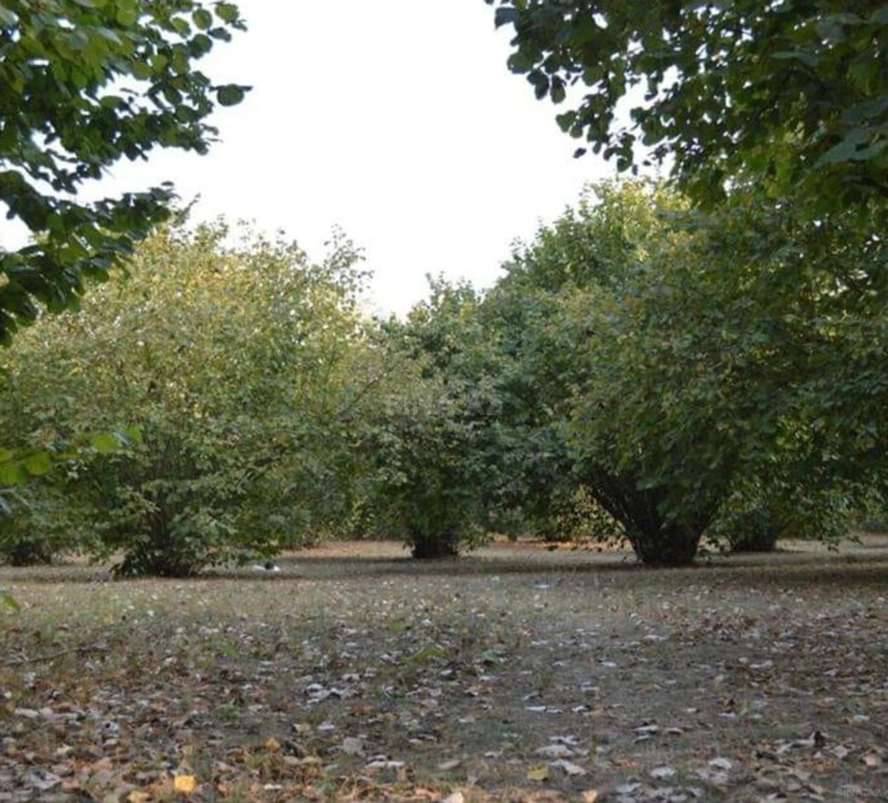 Satılır torpaq sahəsi 55 m²