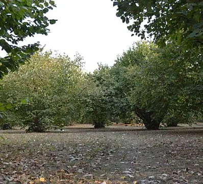 Satılır torpaq sahəsi 55 m²