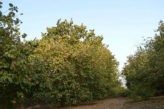 Satılır torpaq sahəsi 55 m²