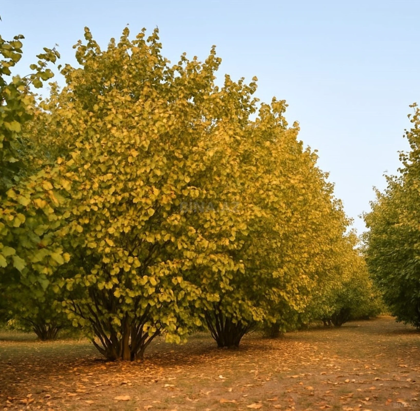 Satılır torpaq sahəsi 55 m²