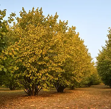 Satılır torpaq sahəsi 55 m²