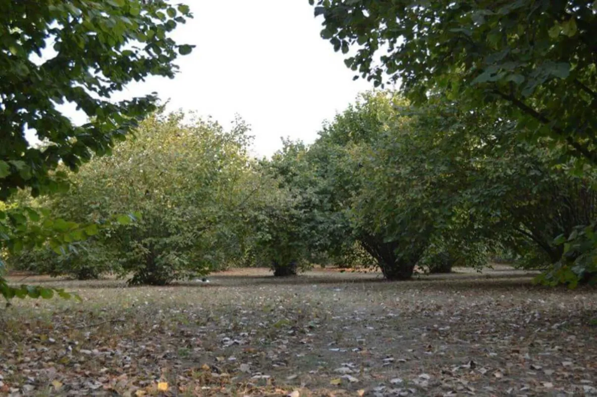 Satılır torpaq sahəsi 55 m²