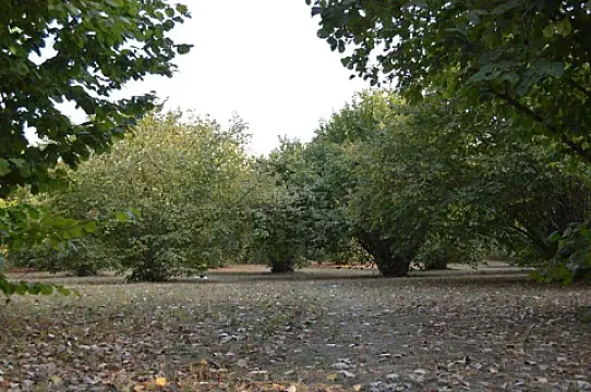 Satılır torpaq sahəsi 55 m²