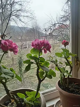 Kirayə verilir 3 otaqlı həyət evi 100 m²