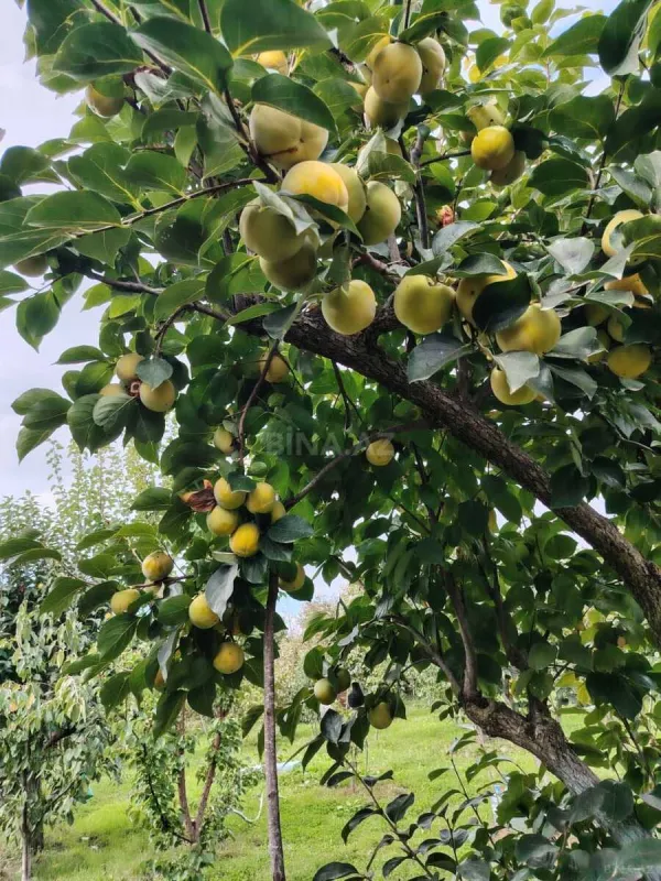 Satılır 6 otaqlı həyət evi 300 m²