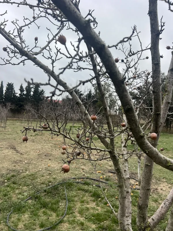 Satılır torpaq sahəsi 33.1 m²