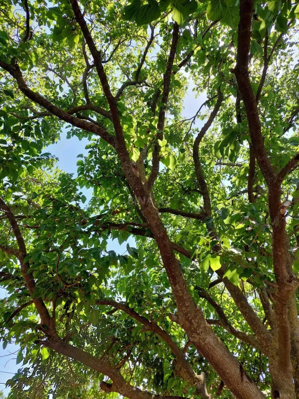 Satılır torpaq sahəsi 16 m²