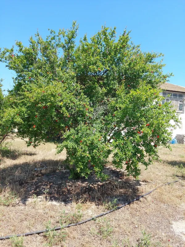 Satılır torpaq sahəsi 16 m²