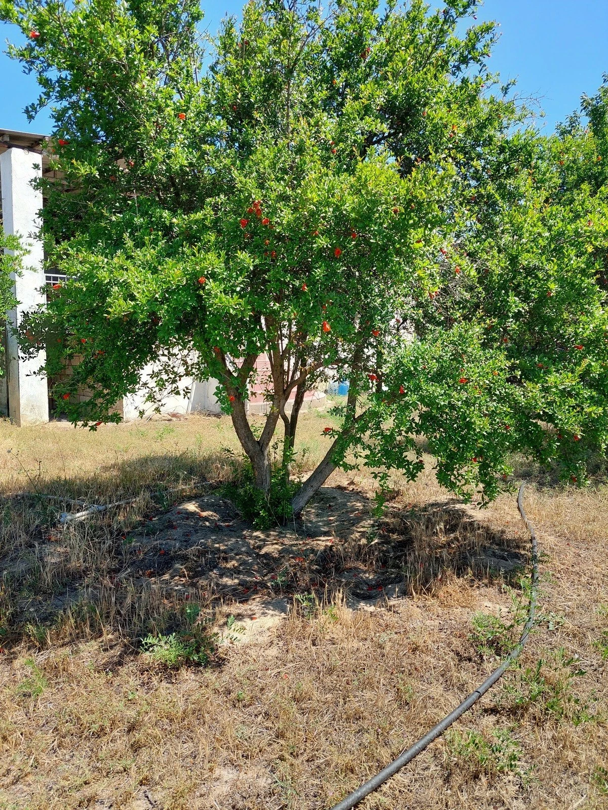 Satılır torpaq sahəsi 16 m²