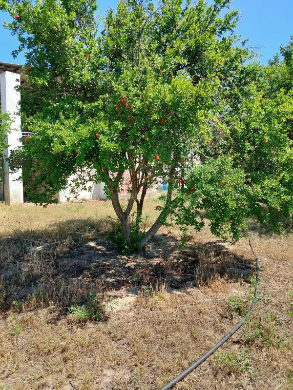 Satılır torpaq sahəsi 16 m²